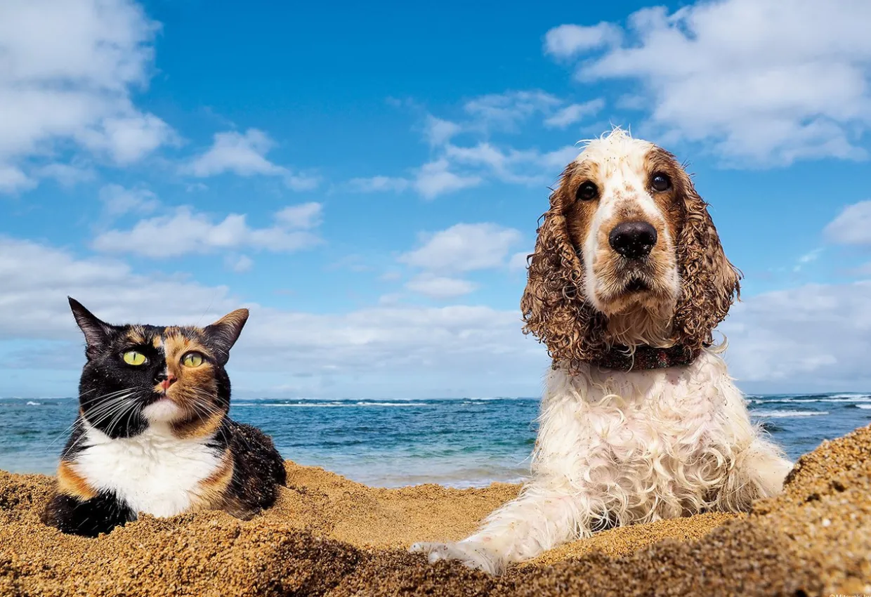 Epoch Jigsaw Puzzle 26-260 Cat And Dog By The Beach (300 Pieces) Hot