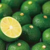 Epoch Jigsaw Puzzle 79-365 Challenge From Mr.Puzzle -Challenge From Citrus Sudachi- (1053 S-Pieces) Cheap