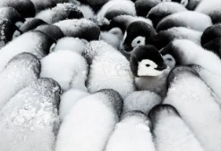 Epoch Jigsaw Puzzle 79-178 Challenge From The South Pole Antarctica Penguin (1053 S-Pieces) Cheap