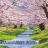 Epoch Jigsaw Puzzle 25-177 Cherry Blossom, Kannonjigawa, Fukushima (300 Pieces) Shop