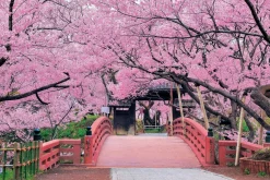 Epoch Jigsaw Puzzle 10-805 Cherry Blossom, Takato Castle, Nagano (1000 Pieces) Sale