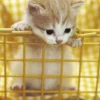 Epoch Jigsaw Puzzle 04-529 Curious Kitten (216 S-Pieces) Best