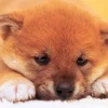 Epoch Jigsaw Puzzle 01-035 Dog (108 Pieces) Store