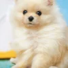 Epoch Jigsaw Puzzle 01-071 Fluffy Pomeranian (108 Pieces) Fashion