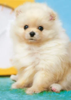 Epoch Jigsaw Puzzle 01-071 Fluffy Pomeranian (108 Pieces) Fashion