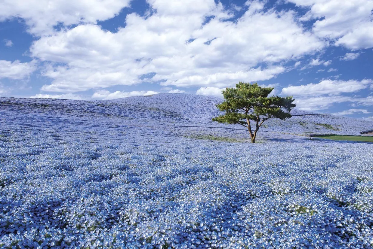 Epoch Jigsaw Puzzle 10-763 Hitachi Seaside Park Ibaraki Japan (1000 Pieces) Online