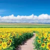 Epoch Jigsaw Puzzle 05-086 Japanese Scenery Sunflower Field Hokkaido (500 Pieces) New