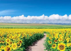 Epoch Jigsaw Puzzle 05-086 Japanese Scenery Sunflower Field Hokkaido (500 Pieces) New
