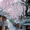 Epoch Jigsaw Puzzle 05-098 Japan Landscape Sakura In Bloom Sannei-Zaka Kyoto (500 Pieces) Cheap
