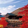 Epoch Jigsaw Puzzle 10-786 Japanese Landscape Colored Leaves Kiyomizu Temple In Kyoto (1000 Pieces) Cheap