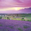 Epoch Jigsaw Puzzle 10-780 Japanese Landscape Lavender Field In Furano Hokkaido (1000 Pieces) Clearance