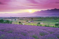 Epoch Jigsaw Puzzle 10-780 Japanese Landscape Lavender Field In Furano Hokkaido (1000 Pieces) Clearance