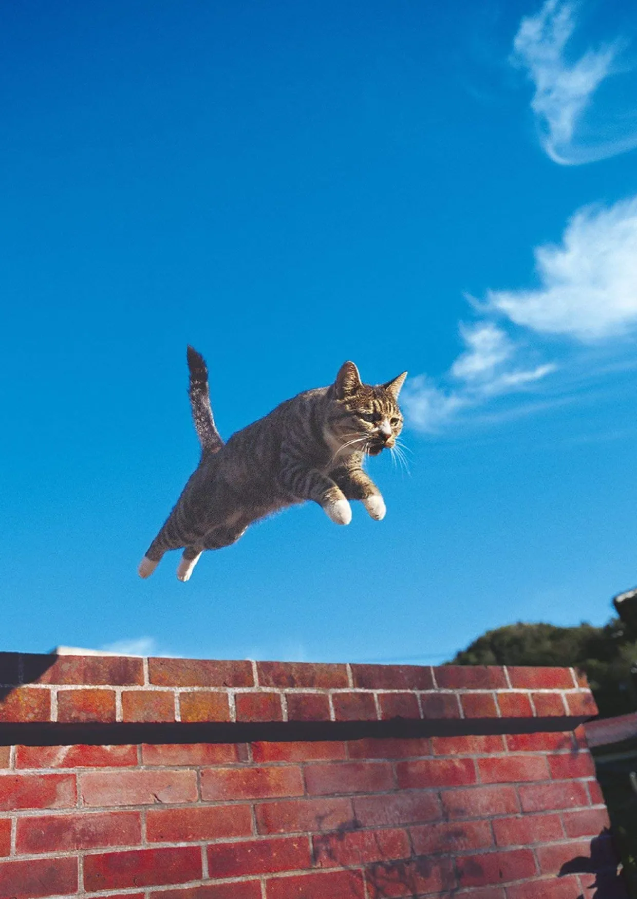 Epoch Jigsaw Puzzle 03-025 Jumping Cat (108 Pieces) Best Sale