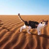 Epoch Jigsaw Puzzle 03-054 Mitsuaki Iwago's Cat Puzzle Dawn Desert (108 Pieces) Fashion