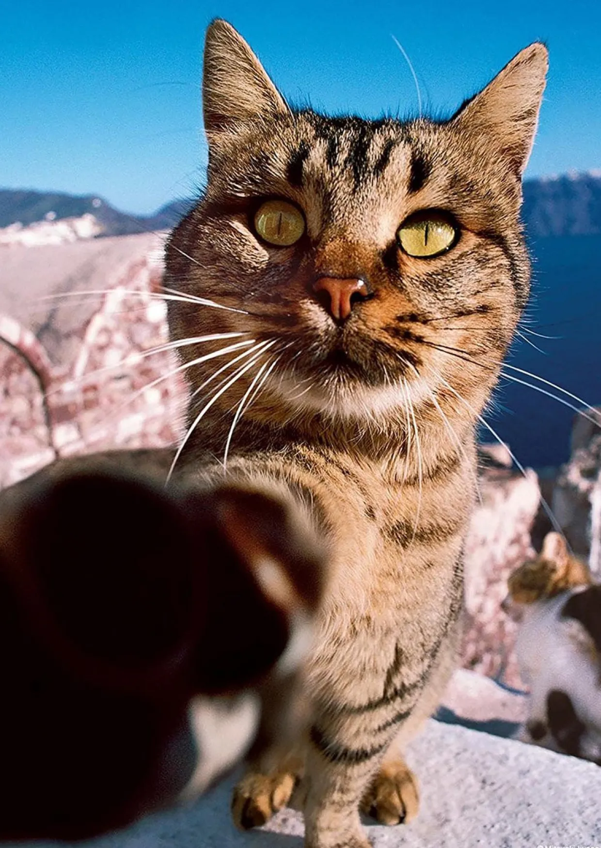 Epoch Jigsaw Puzzle 03-036 Mitsuaki Iwago Cat Punch (108 Pieces) Clearance