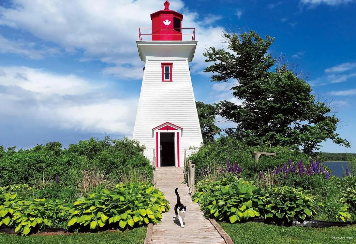 Epoch Jigsaw Puzzle 26-303 Mitsuaki Iwago's Cat Puzzle Small Lighthouse (300 Pieces) Clearance