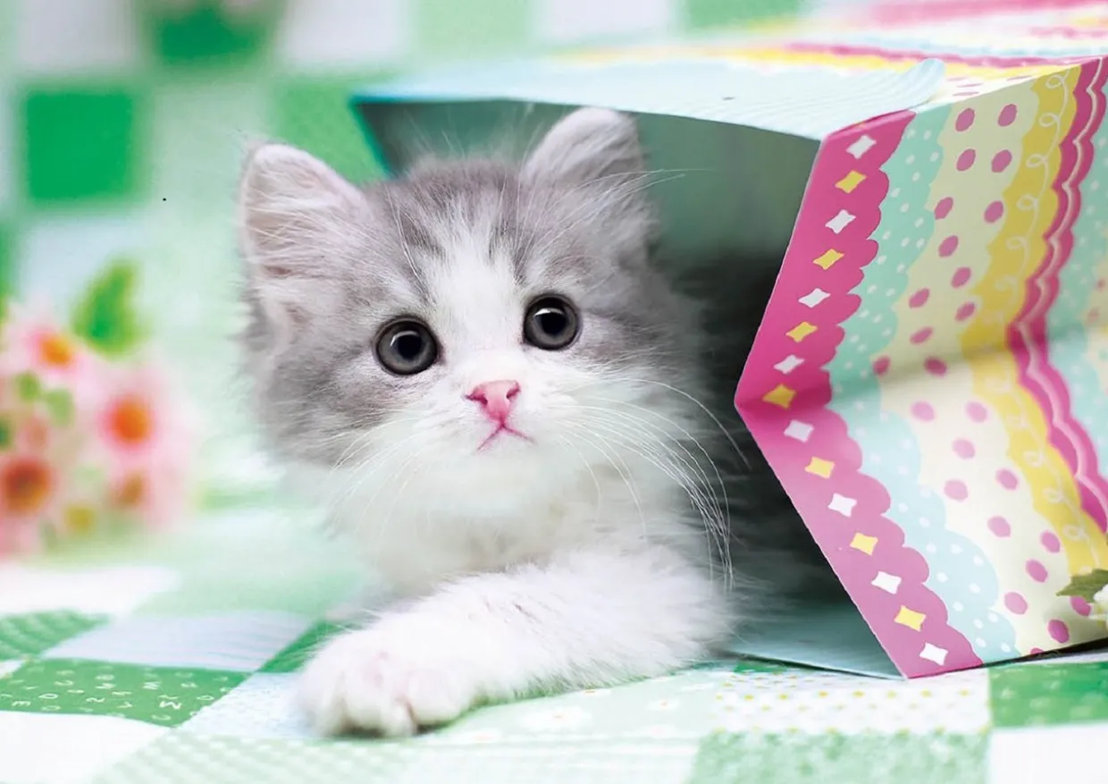 Epoch Jigsaw Puzzle 01-066 Pet Cat Scottish Fold (108 Pieces) Store