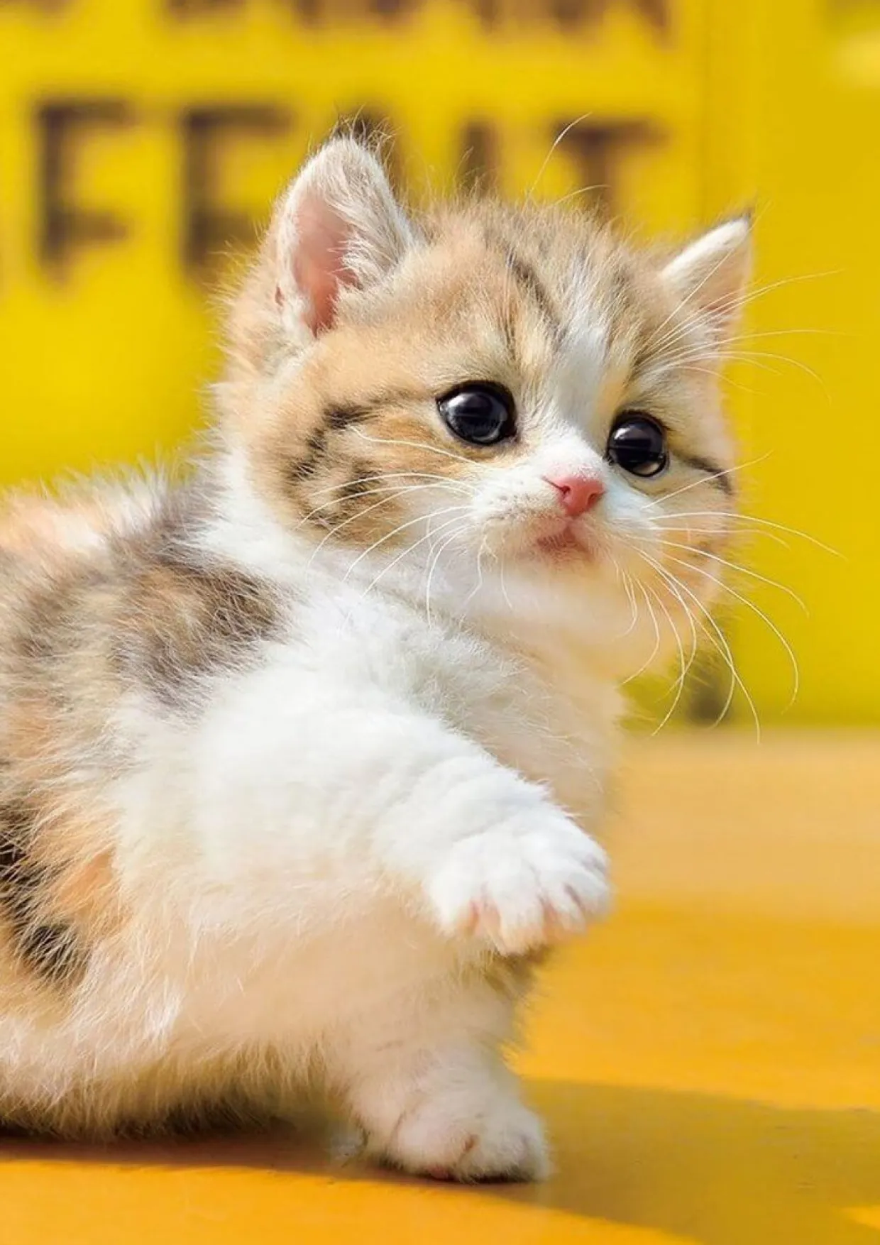 Epoch Jigsaw Puzzle 01-067 Pet Cat Munchkin Shake Hand (108 Pieces) Sale