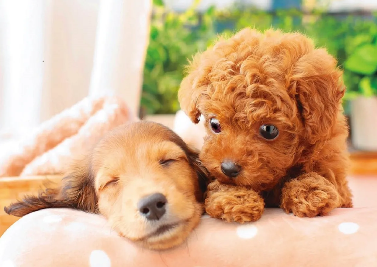 Epoch Jigsaw Puzzle 01-064 Pet Dog Poodle & Dachshund Nap Time (108 Pieces) Best Sale