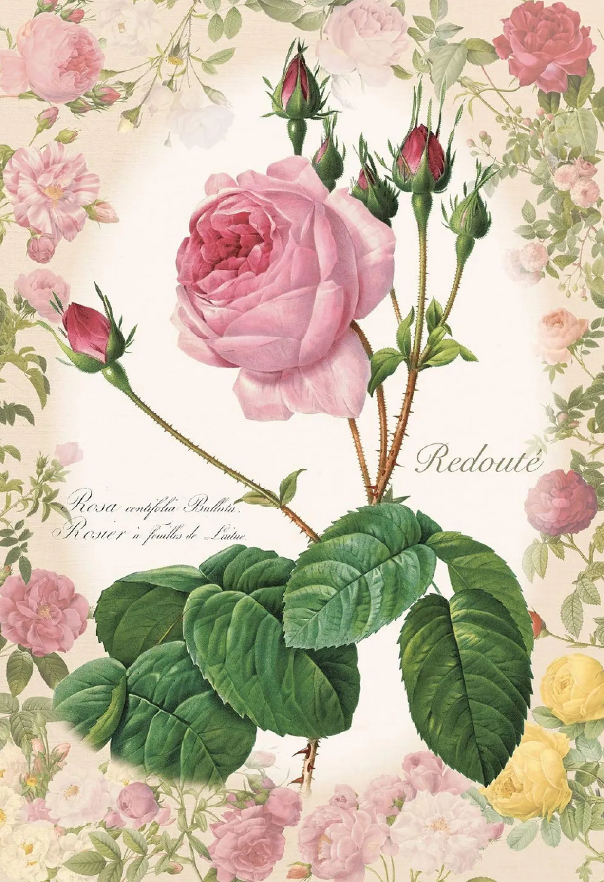 Epoch Jigsaw Puzzle 26-321 Redoute Rose Story Flower (300 Pieces) Online