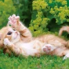 Epoch Jigsaw Puzzle 01-070 Tummy Showing Kitten (108 Pieces) Outlet