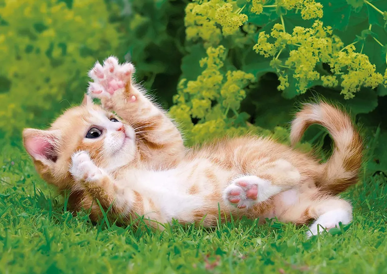 Epoch Jigsaw Puzzle 01-070 Tummy Showing Kitten (108 Pieces) Outlet