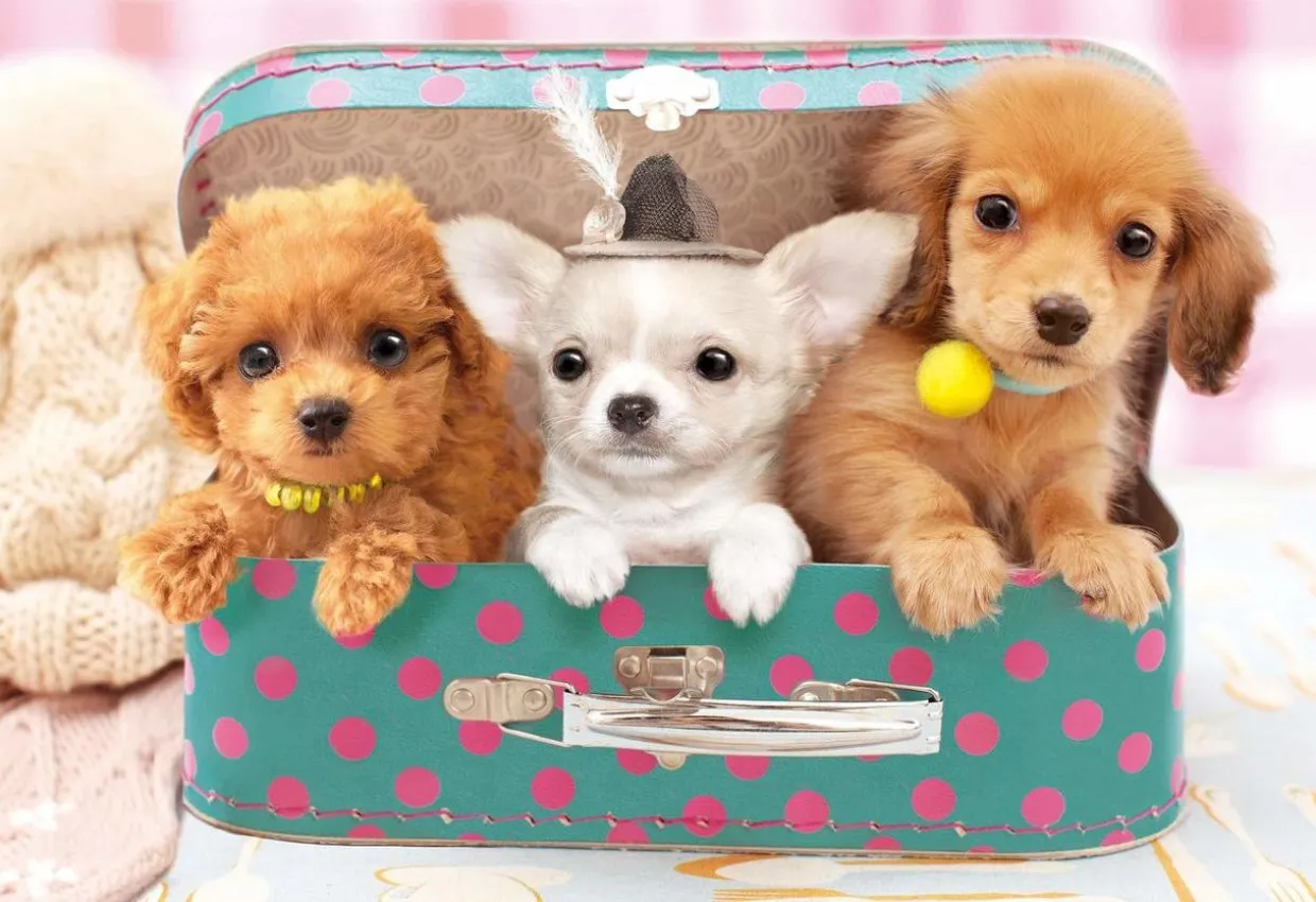 Epoch Jigsaw Puzzle 26-805 Wan-Wan Puppy Trio(100 Pcs) Sale