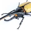 New Fujimi Research Series Hercules Beetle Special Edition W/Commentary Ver.2 Plastic Model