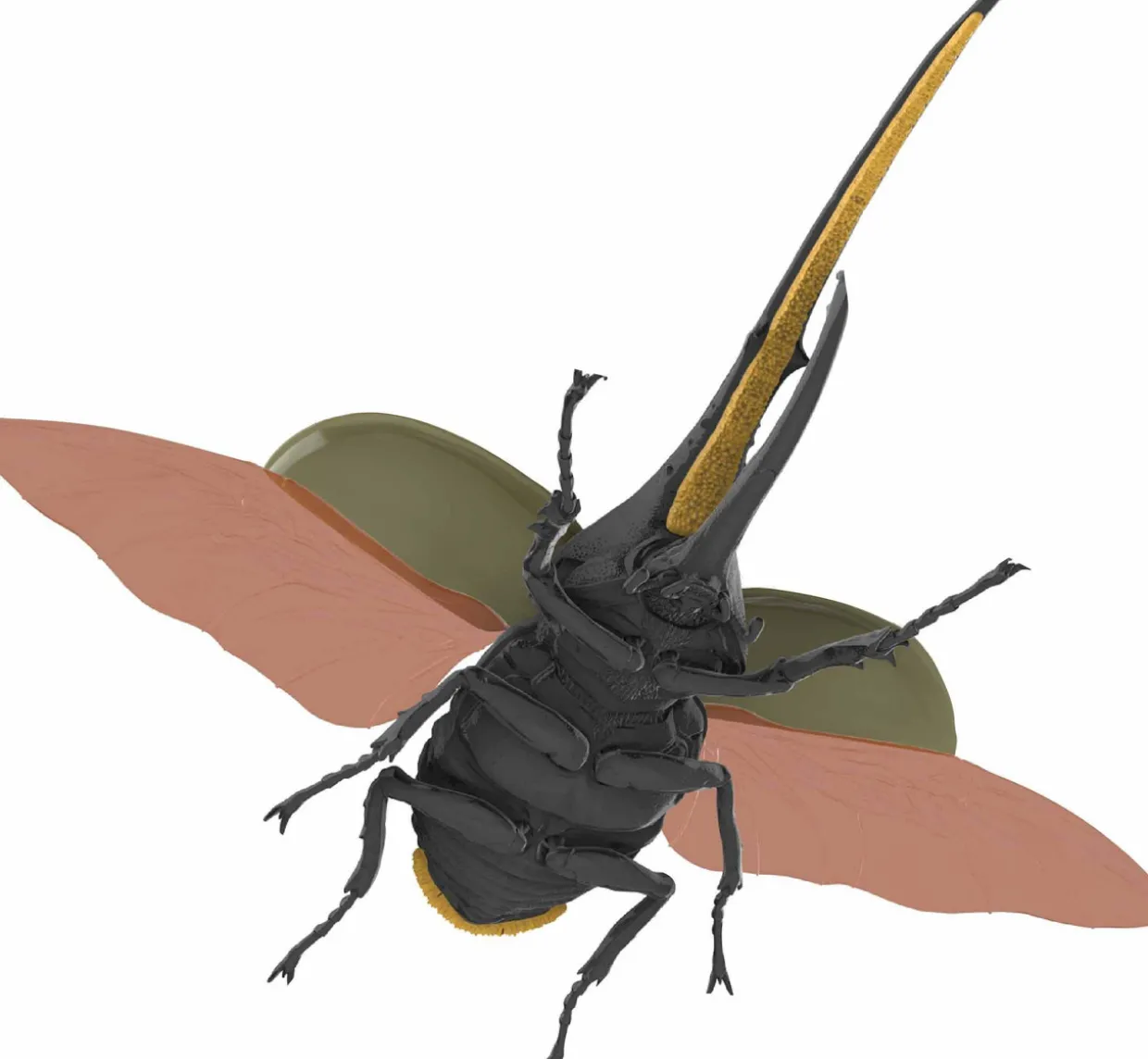 Hot Fujimi Research Series Hercules Beetle Plastic Model
