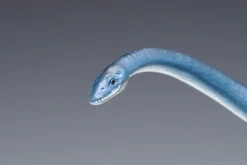 Cheap Wave 1/35 Futabasaurus Easy Assemble Plastic Model