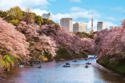 Yanoman Jigsaw Puzzle Cherry Blossom Viewing At Chidorigafuchi In Tokyo (1000 Pieces) Outlet