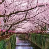 Yanoman Jigsaw Puzzle Meguro River Cherry Blossom Festival In Tokyo (500 Pieces) Online